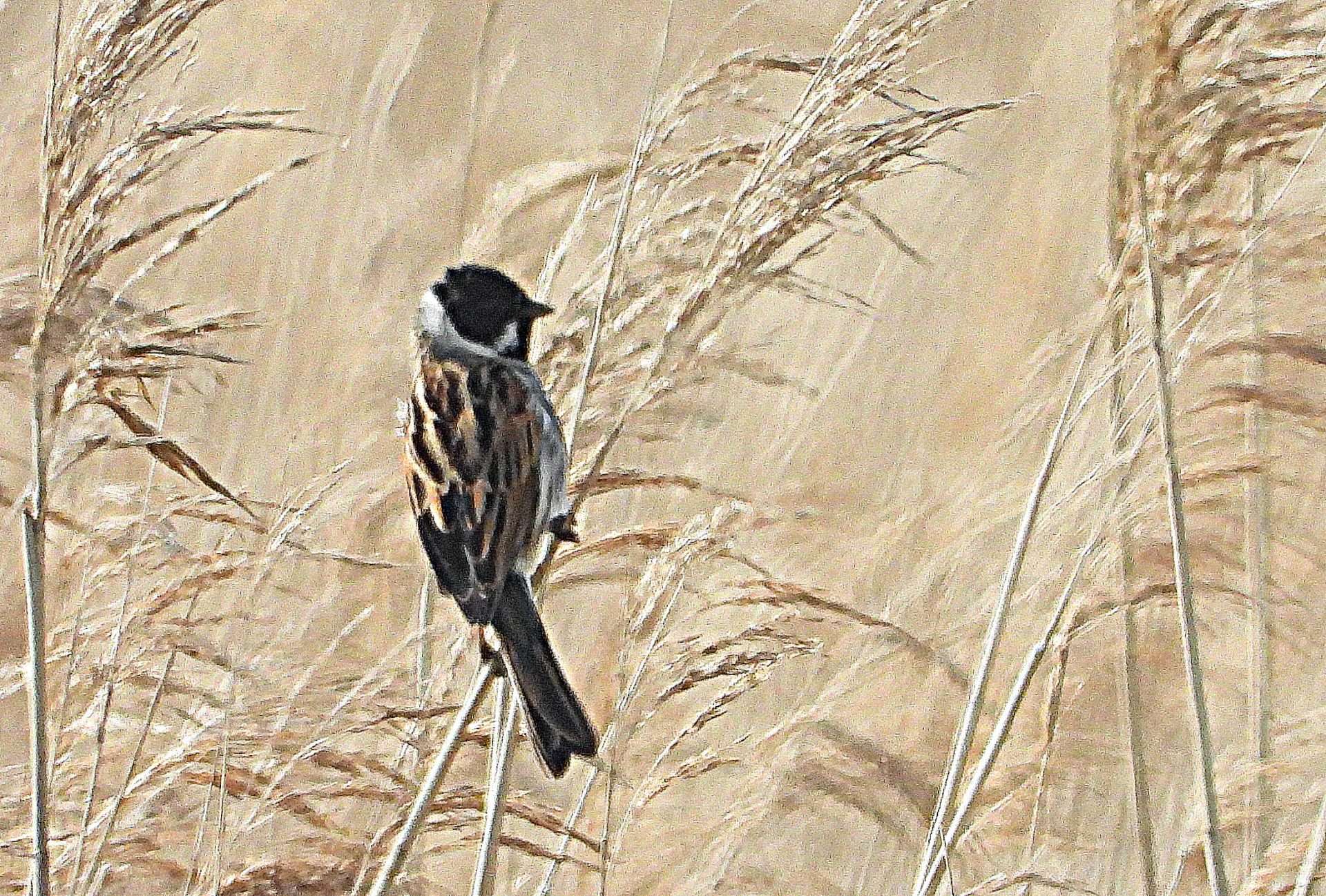 Reed Bunting by Kenneth at Combe cellars