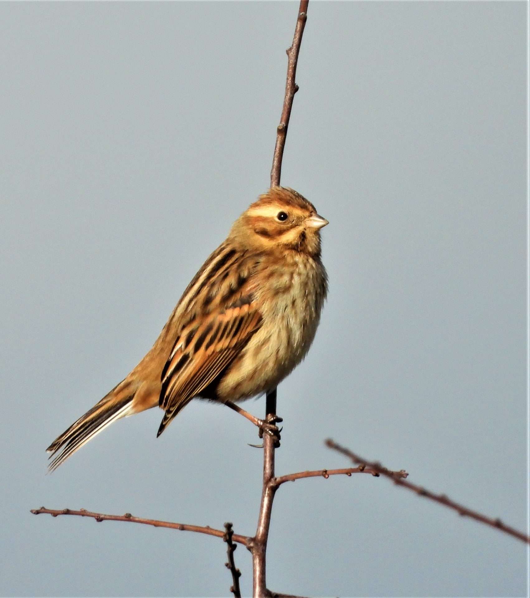 Reed Bunting by Kenneth at Combe cellars