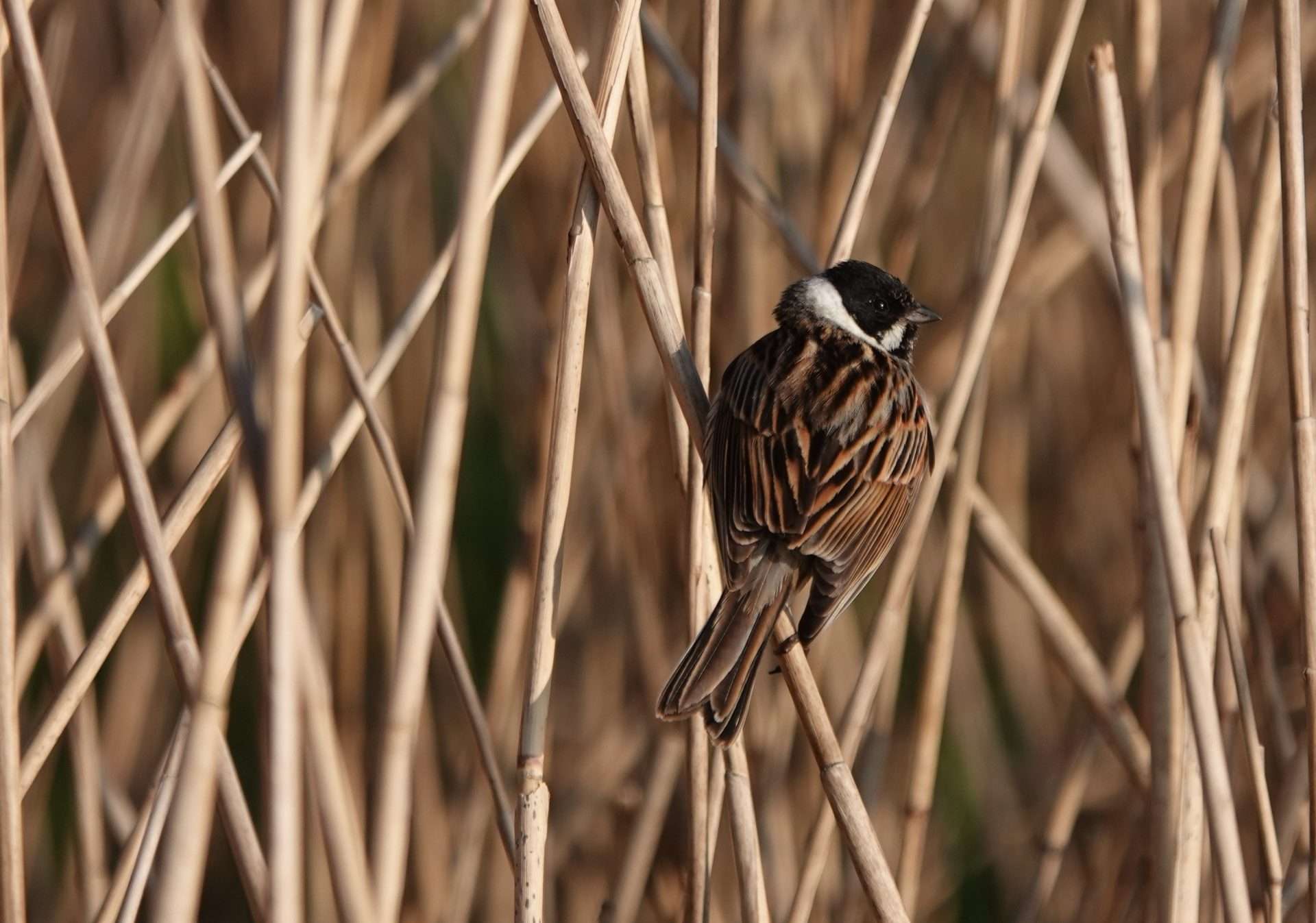 Reed Bunting by Paul William Marshall Howrihane at Wrafton Pond