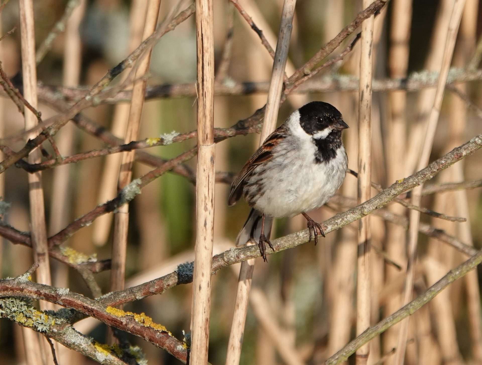Reed Bunting by Paul William Marshall Howrihane at Wrafton Pond