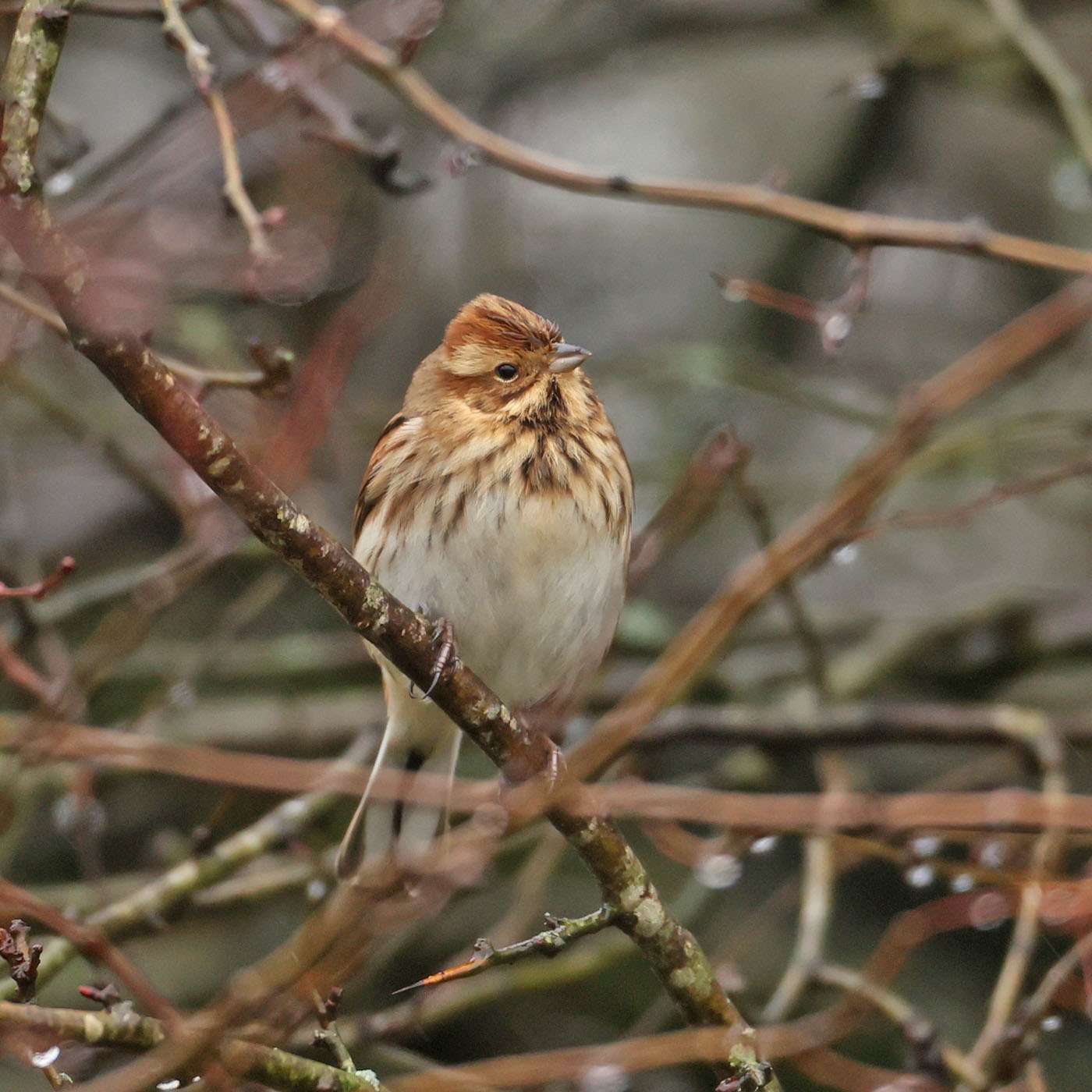 Reed Bunting by Steve Hopper at South Brent