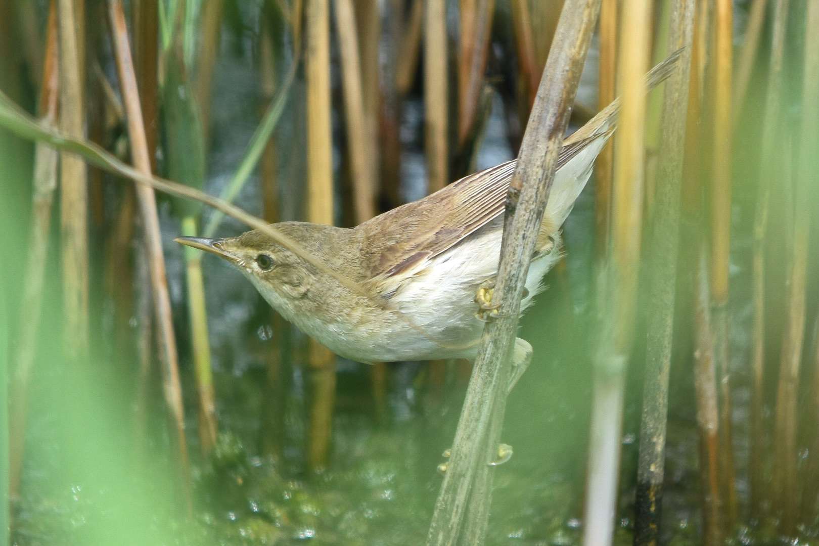 Reed Warbler by Duncan Leitch at West Charleton Marsh