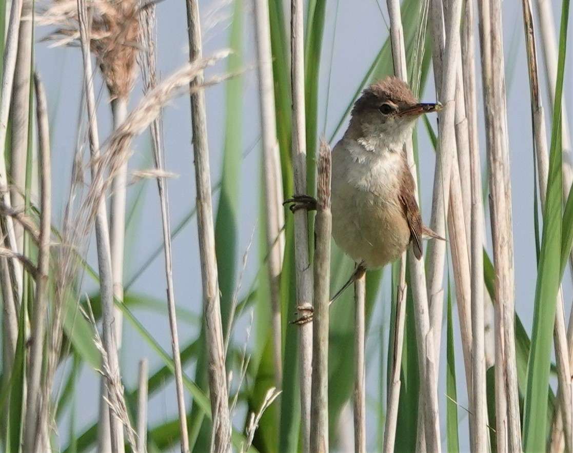 Reed Warbler by Paul Howrihane at Exminster Marshes