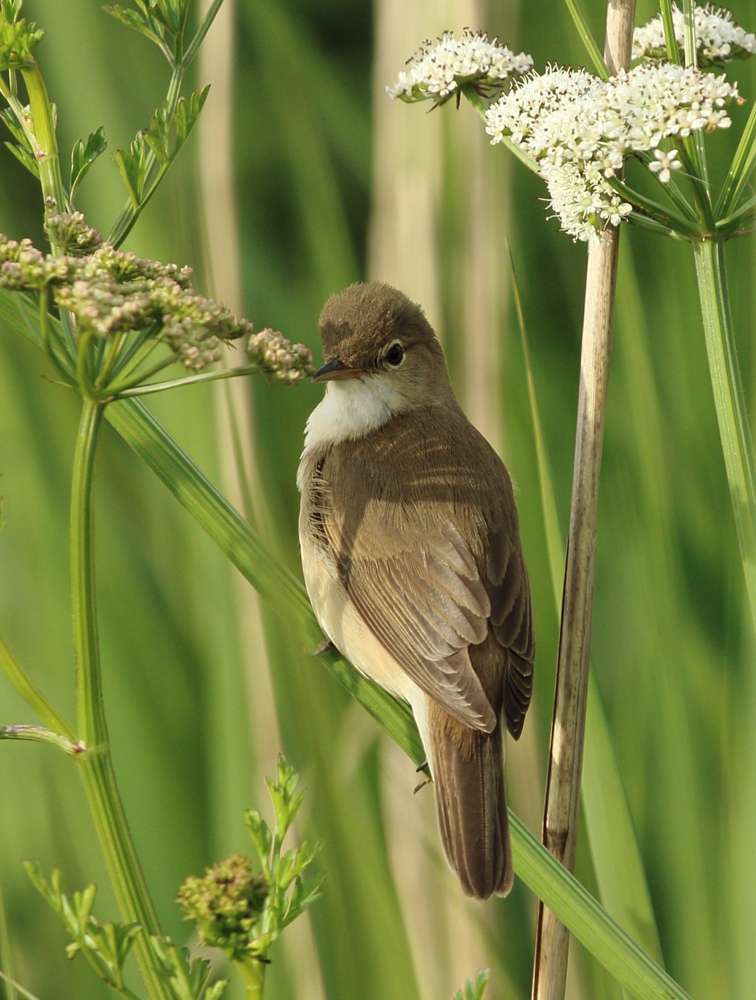 Reed Warbler by Steph Murphy at Exminster Marshes