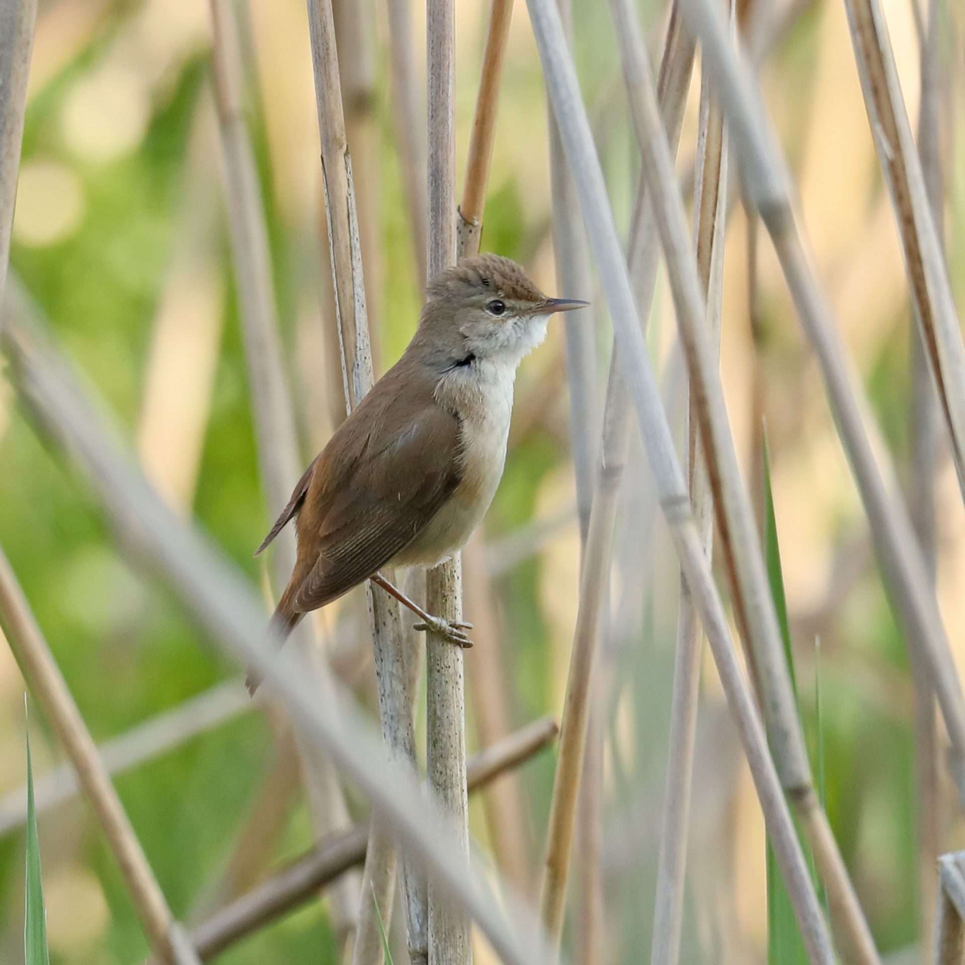 Reed Warbler by Steve Hopper at Newton Abbot