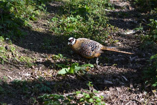 Reeves pheasant by Andy Watts at Beaford