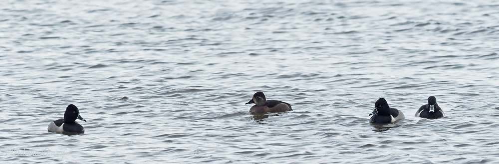 Ring Necked Duck by Adrian Davey at Upper Tamar Lake