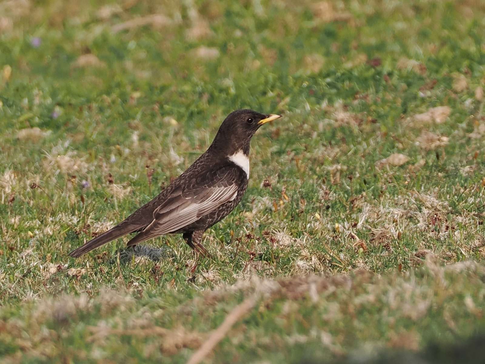 Ring Ouzel by Tom Wallis at Emsworthy Mire
