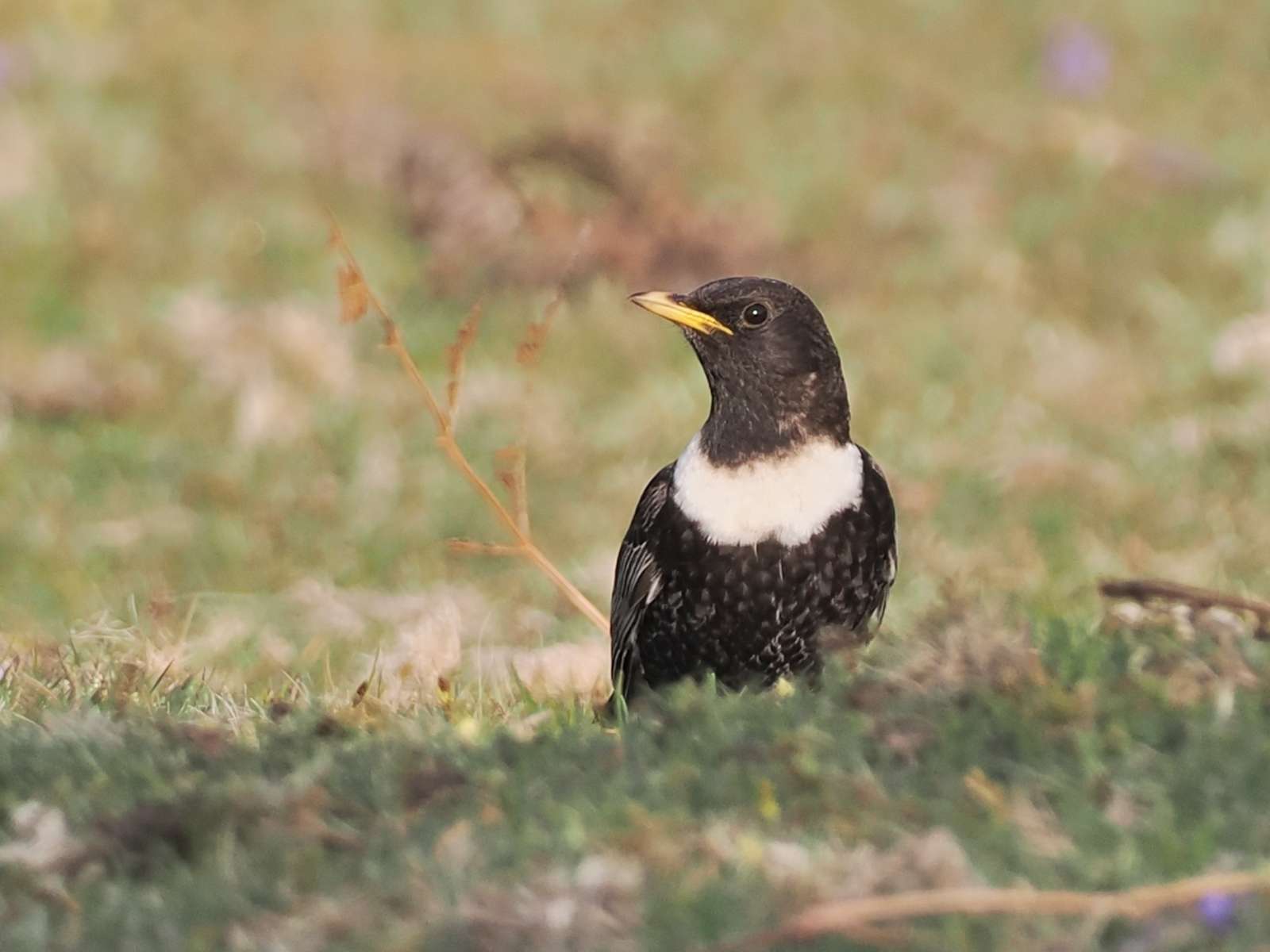 Ring Ouzel by Tom Wallis at Emsworthy Mire