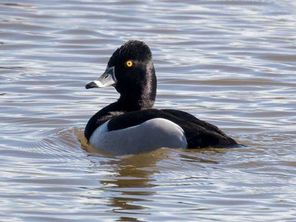 Ring necked Duck by Geoff Campbell at Beesands