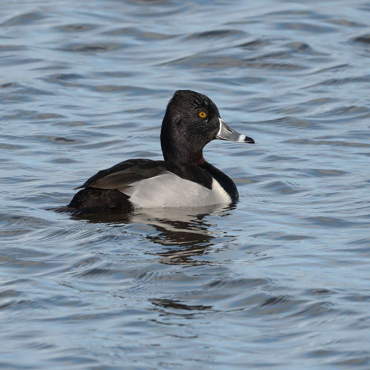 Ring-necked Duck by Steve Hopper at Beesands