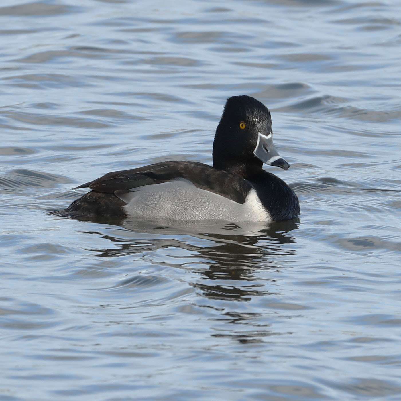 Ring-necked Duck by Steve Hopper at Beesands