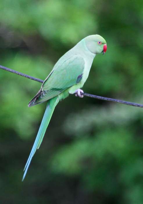 Ring-necked Parakeet by Alan Livsey at Back garden
