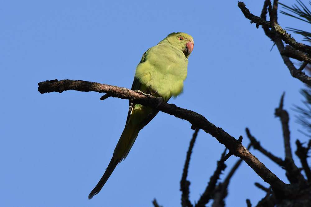 Ring-necked Parakeet at Ford Park Cemetery by Greg Bradbury - Devon Birds