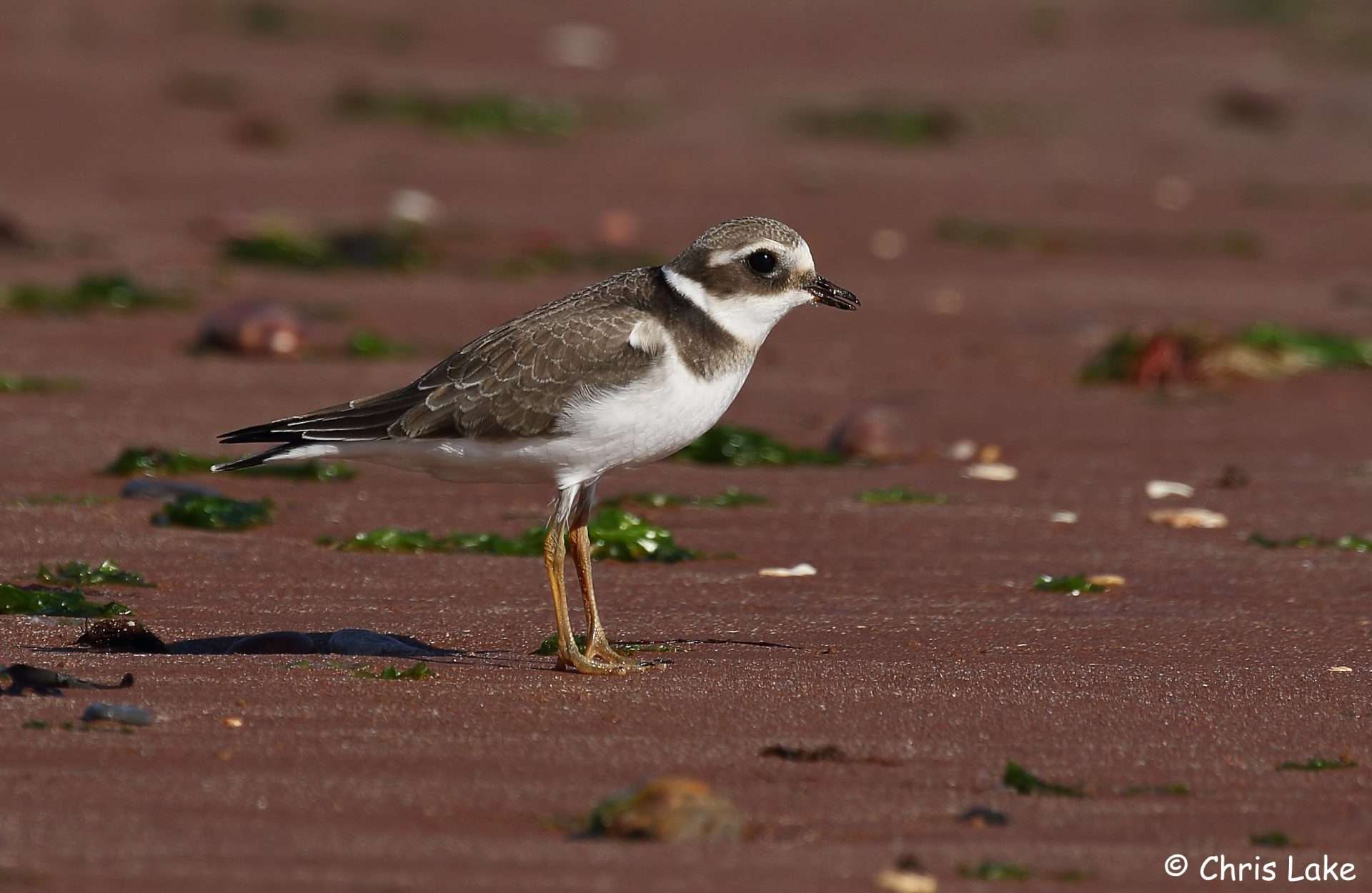 Ringed Plover by Christopher Lake at Broadsands