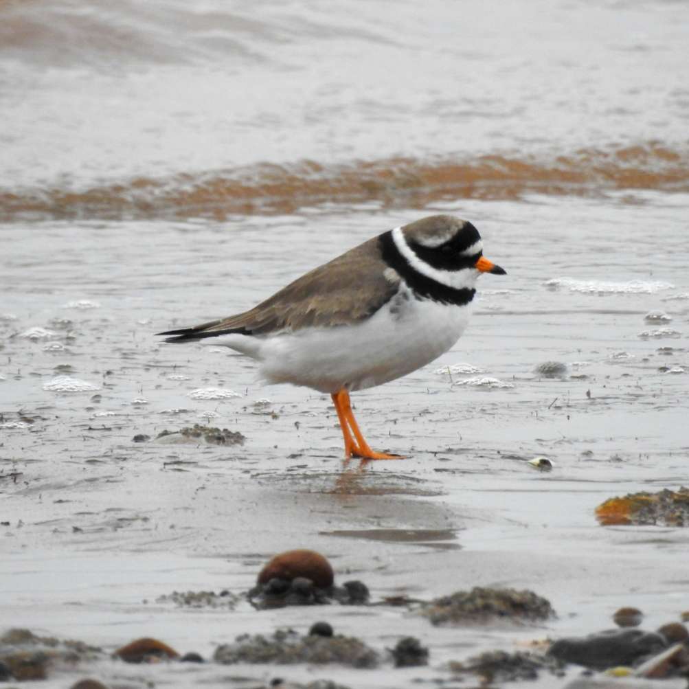 Ringed Plover by Emma Whitton at Exe estuary