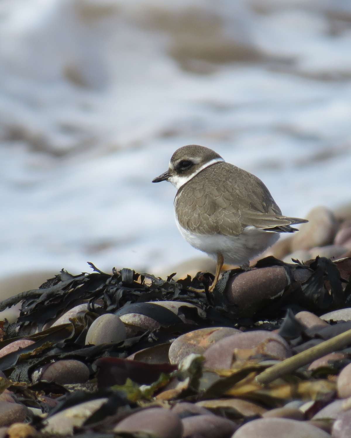 Ringed Plover by Ian Muir at Otter Estuary