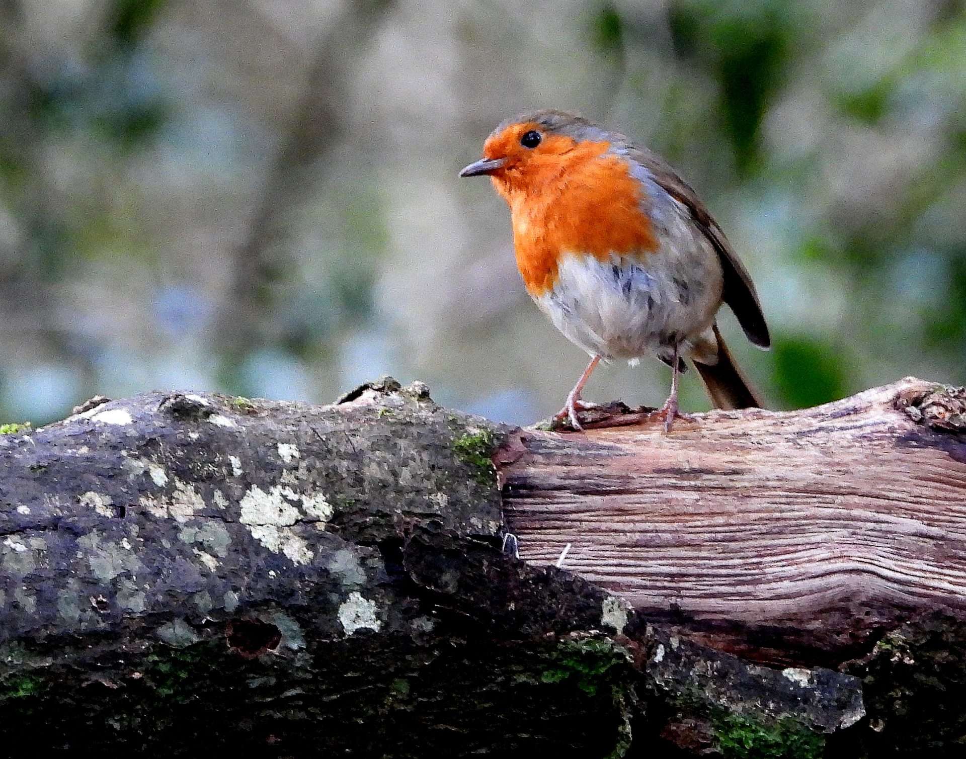 Homr Robi Robin at Combeinteignhead by Kenneth Bradley - Devon Birds