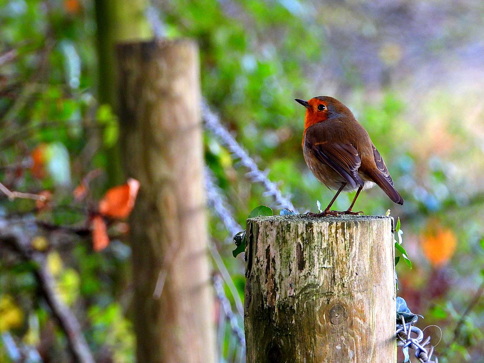 Robin by Kenneth Bradley at Parke NT
