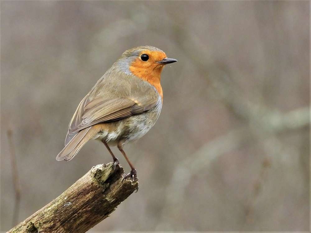 Robin by Martin Overy at Yarner Wood