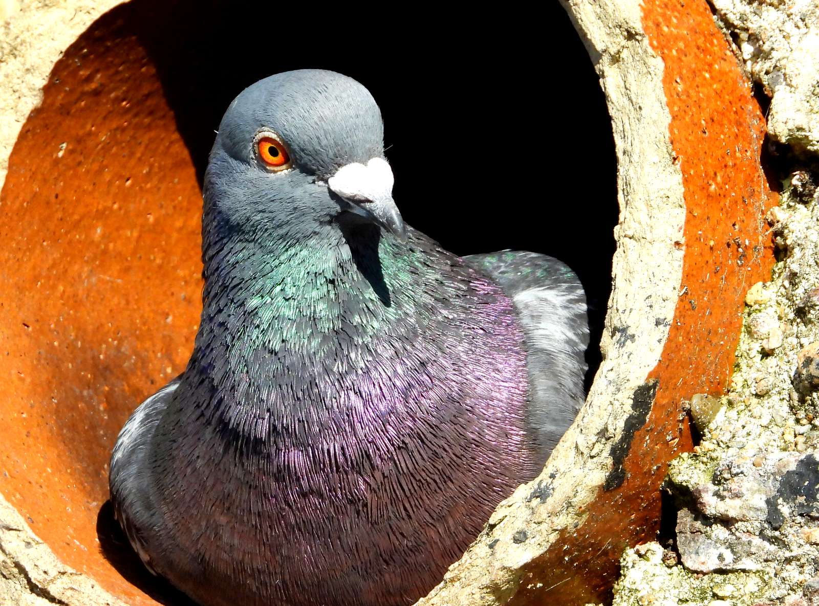 Rock Dove / Feral Pigeon by Kenneth Bradley at Brixham Harbour