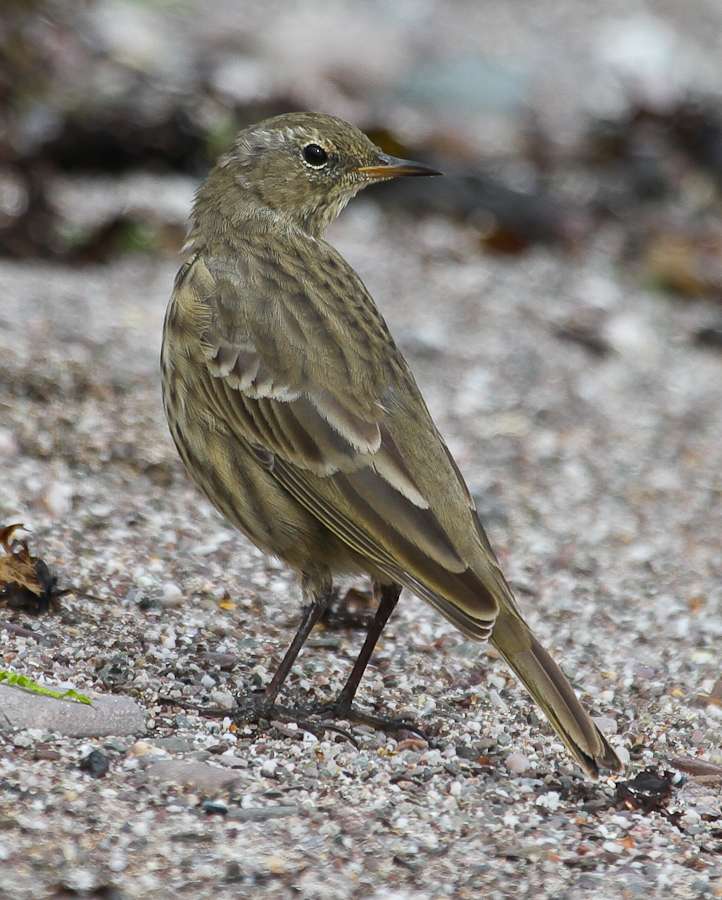 Rock Pipit by Alan Livsey at Wembury point