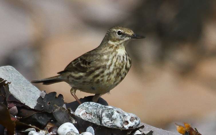 Rock Pipit by Alan Livsey at Wembury point