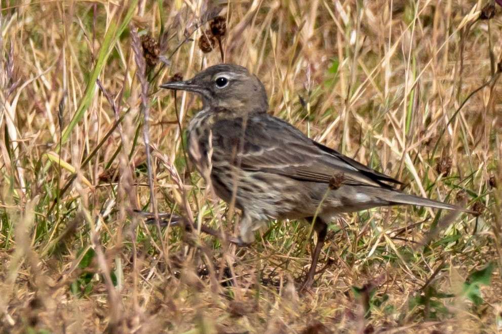 Rock Pipit by Andrew D Barnes at Berry Head Nature Reserve
