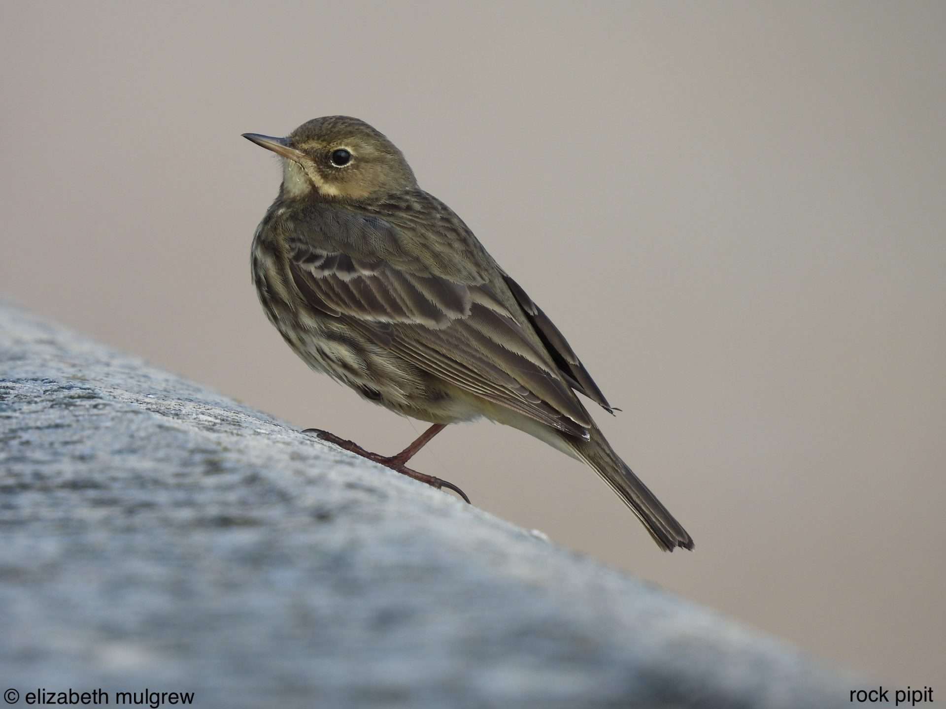 Rock Pipit at Slapton Sands by Elizabeth Mulgrew - Devon Birds