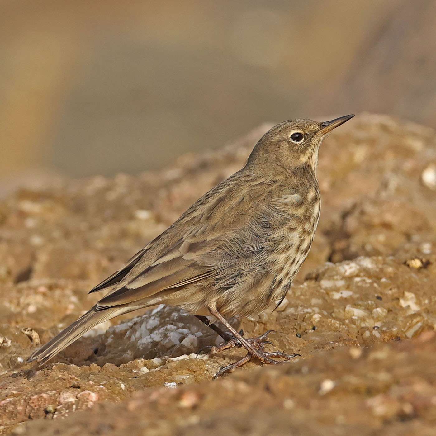 Rock Pipit by Steve Hopper at South Milton