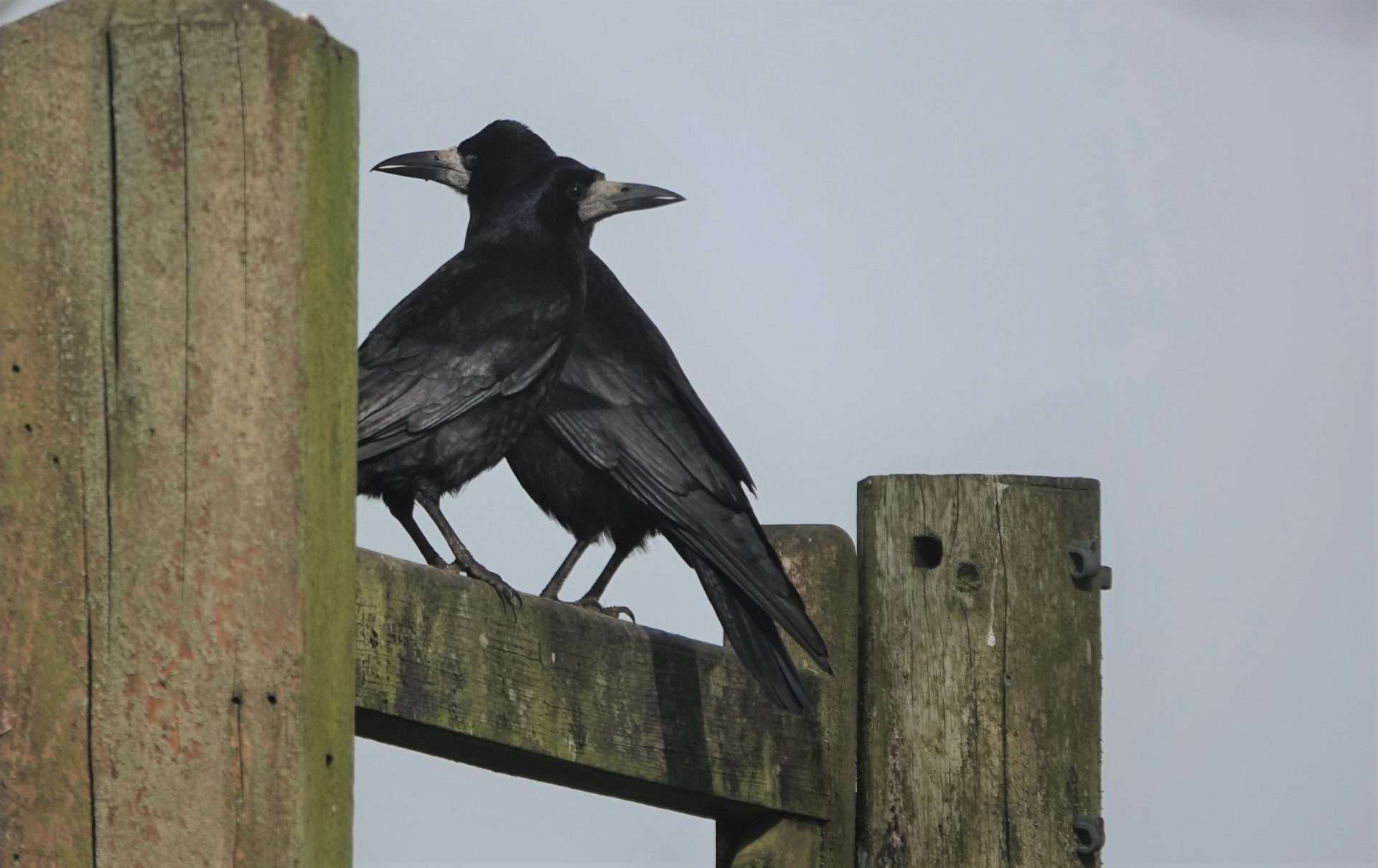Rook by Paul Howrihane at Soldon Cross