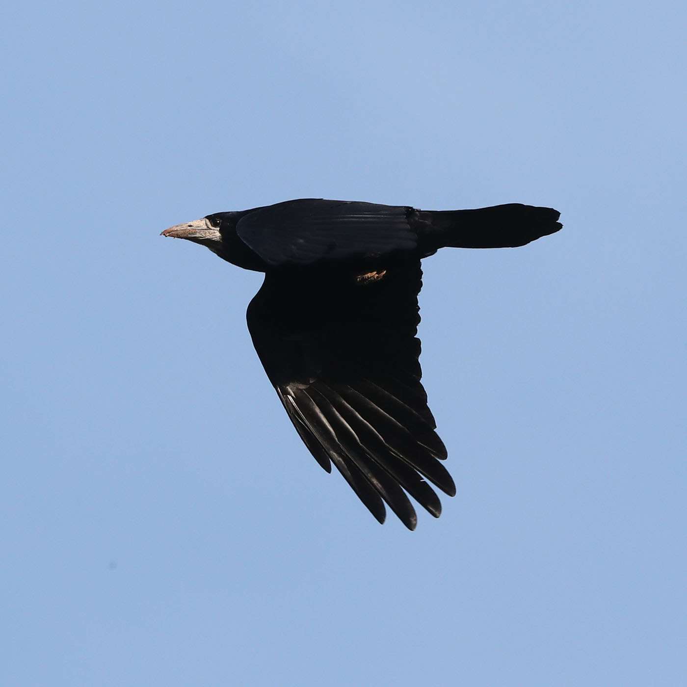 Rook by Steve Hopper at South Brent