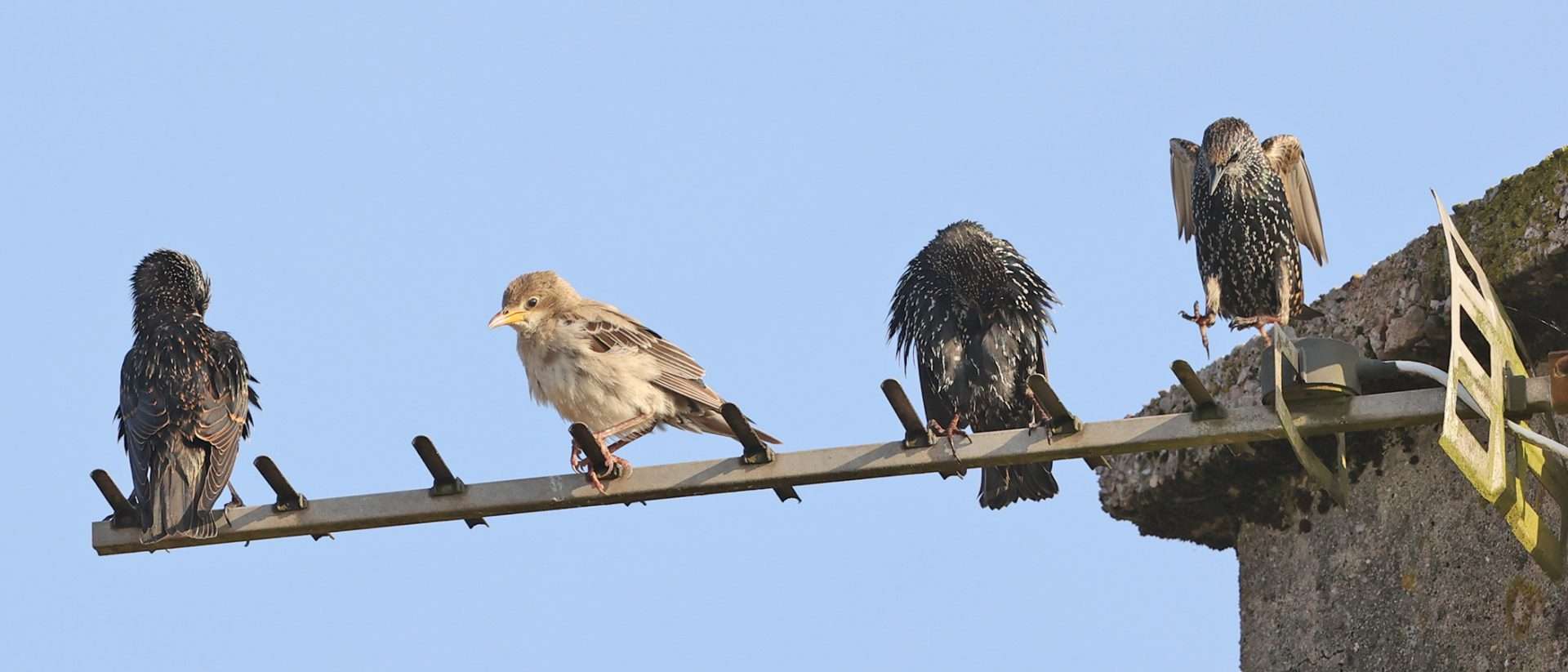 Rose-coloured Starling by Steve Hopper at Paignton