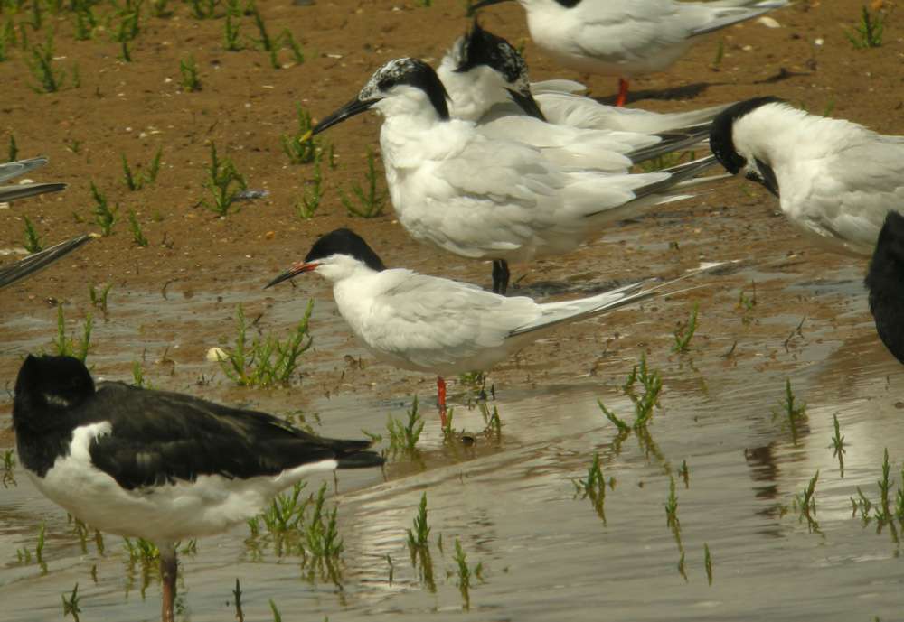 Roseate Tern by Lee Collins at Dawlish Warren