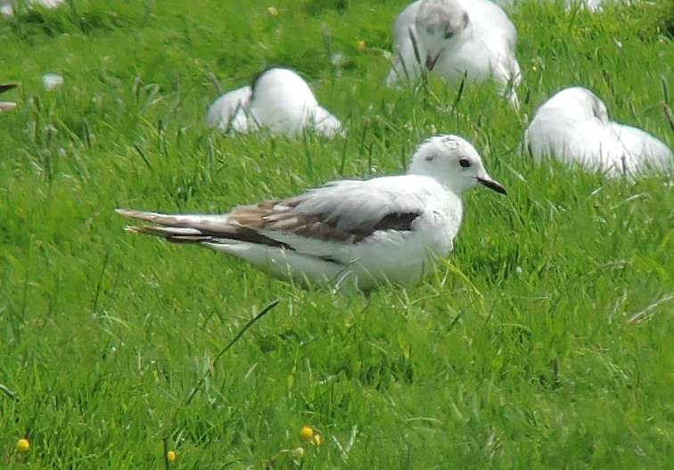 Ross's Gull by Laurie Allnatt at Bowling Green Marsh