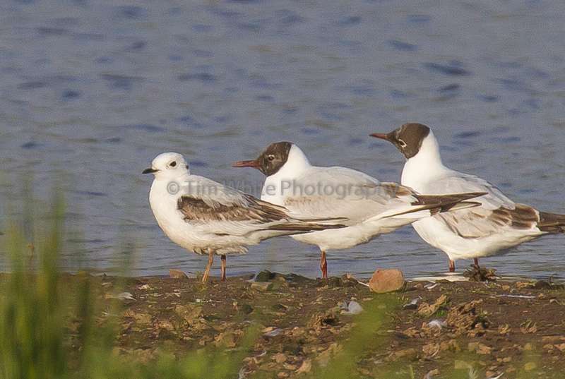 Ross's Gull by Tim White at Bowling Green Marsh