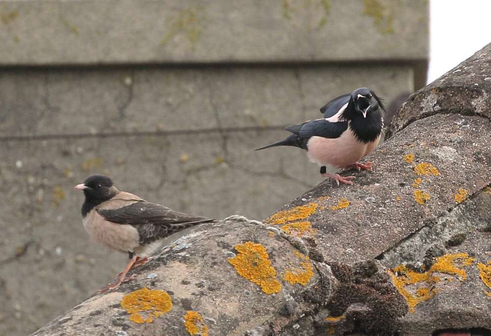 Rosy Starling by Steph Murphy at Seaton