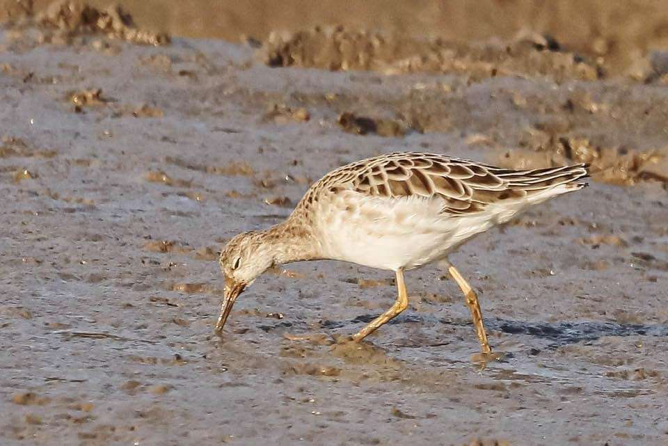 Ruff by Dave Paterson at Fremington Pill