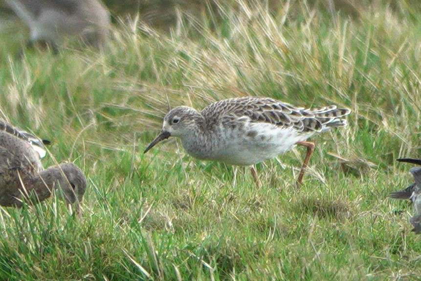Ruff by John Reeves at Exminster Marshes RSPB Reserve