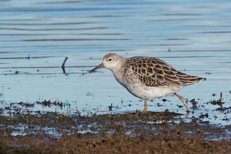 Ruff by Keith McGinn at bowling green marsh