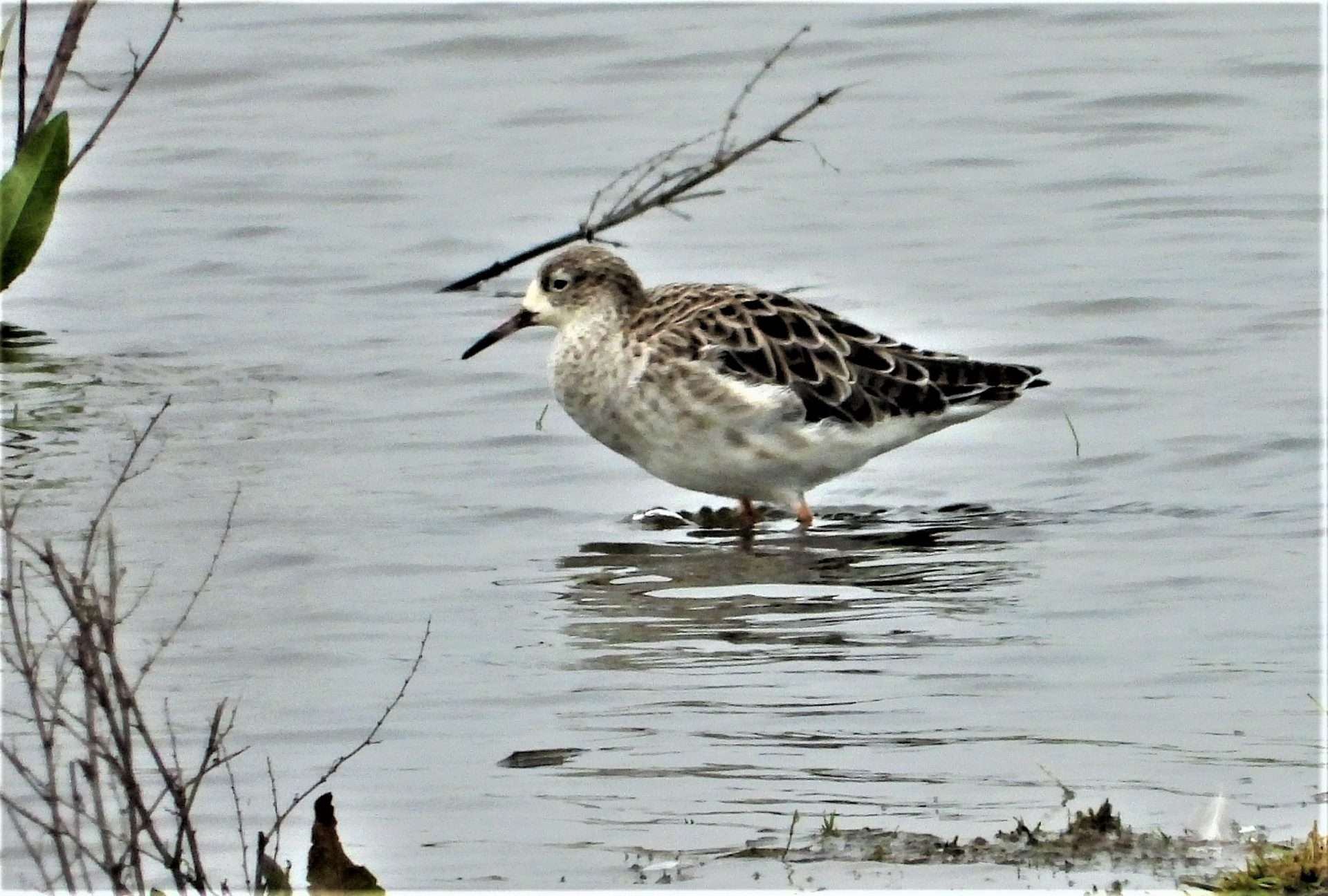 Ruff by Kenneth Bradley at Exminster marshes RSPB