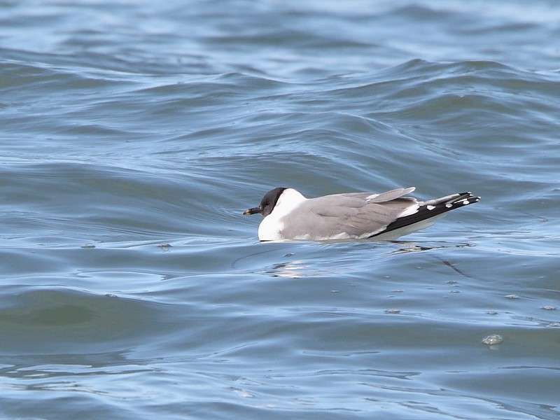 Sabine's Gull by Alan Doidge at Thurlestone Bay