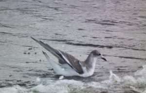 Sabine’s Gull at Exmouth by David Jannaway on September 23 2011