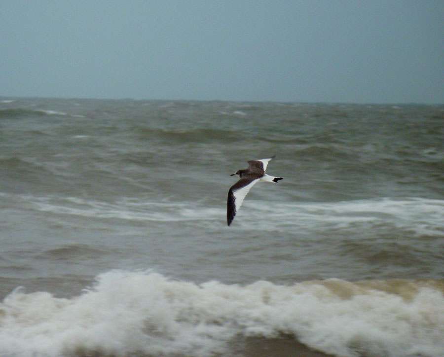 Sabine's Gull by Steve Waite at Seaton