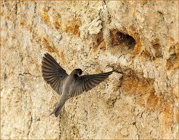 Sand Martin by Ron Champion at R.Teign
