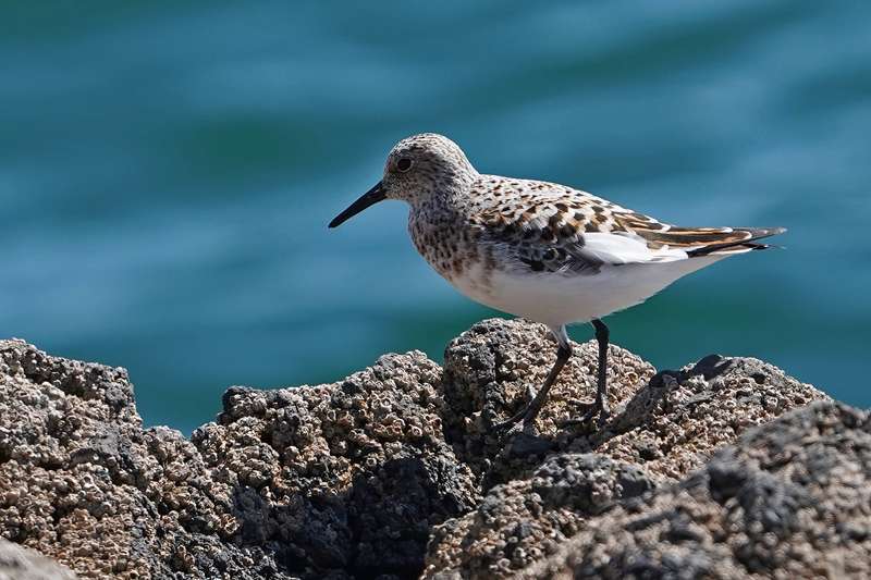 Sanderling at Hopes Nose by Keith Mcginn Devon Birds