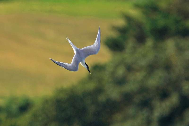Sandwich Tern by Keith Mcginn at River Teign