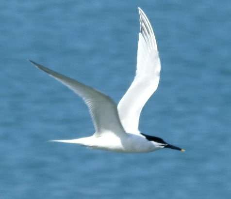 Sandwich Tern by Phil and Sue Naylor at Appledore