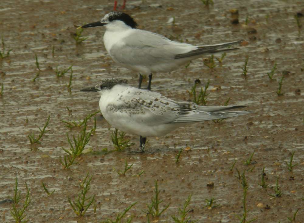 Sandwich Tern with Darvic Ring NC9 by Lee Collins at Dawlish Warren