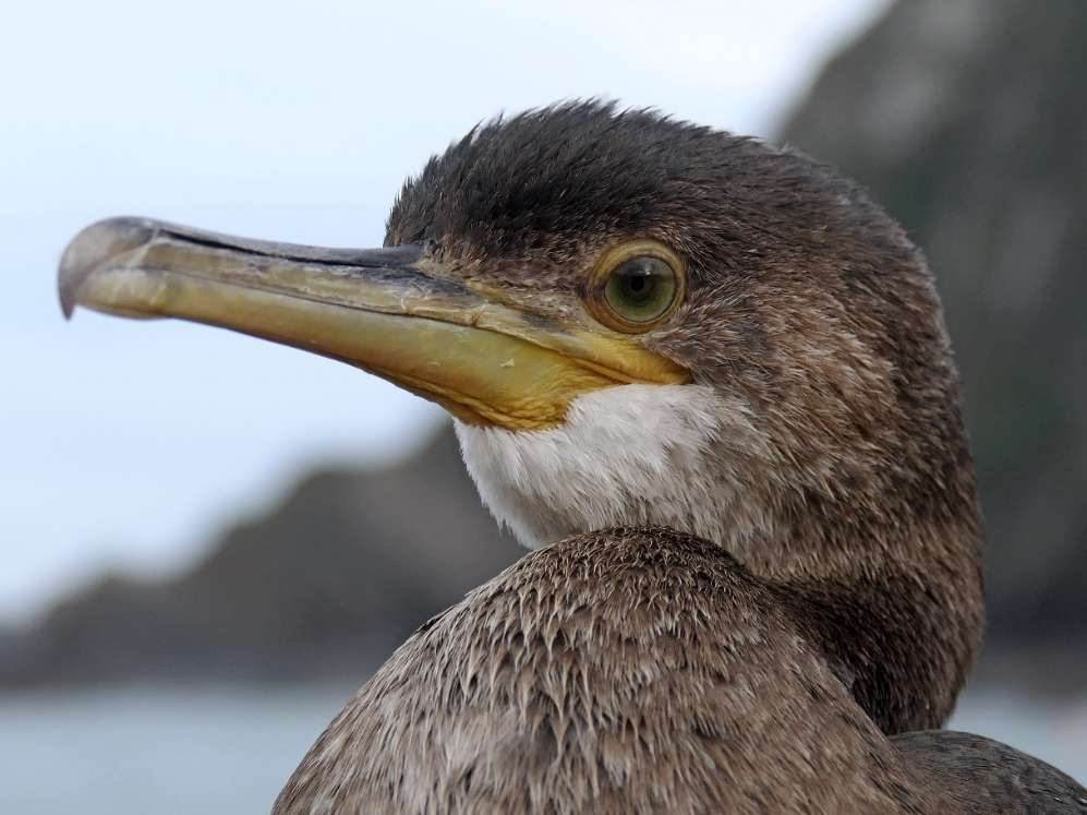 Shag by Martin Thorne at Ilfracombe Pier